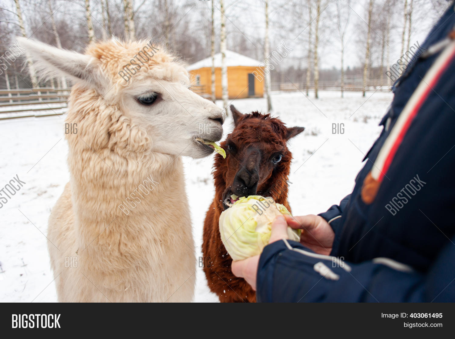 Two Young Llamas Eat Image & Photo (Free Trial) Bigstock