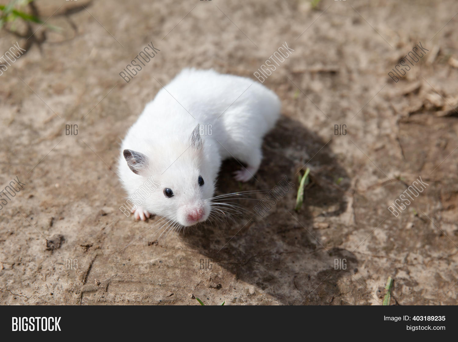 White Hamster Walking Image & Photo (Free Trial) Bigstock