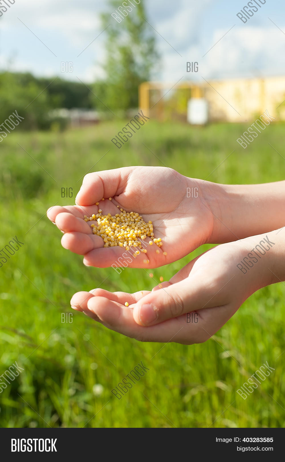 Spreading Grass Seed Image & Photo (Free Trial) Bigstock