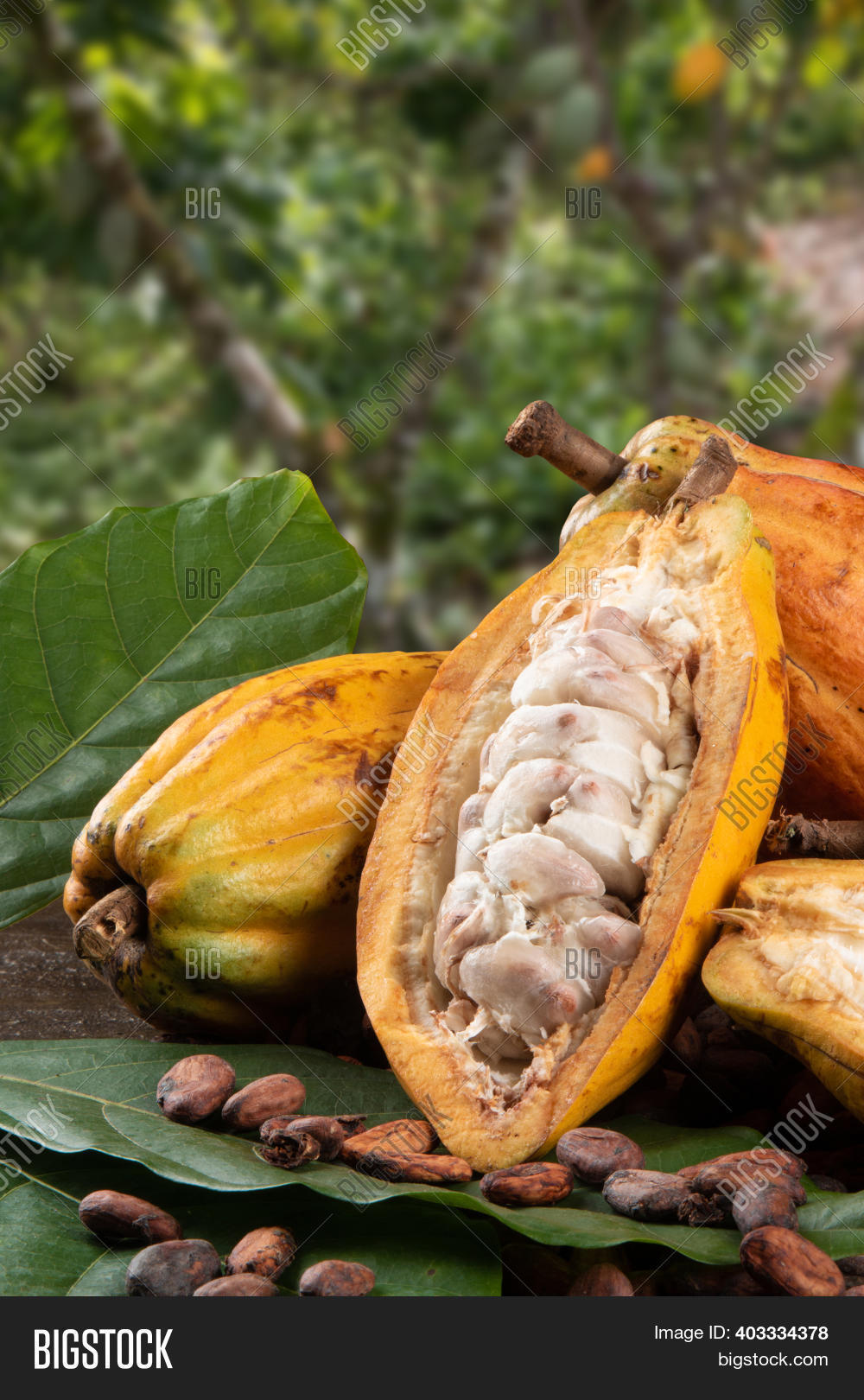 Cut Cocoa Fruits Raw Image & Photo (Free Trial) Bigstock