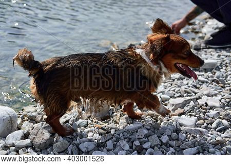 Charming Little Brown And White Dog Mongrel Bathes In Mountain Cold River At Shallow Depth And Enjoy