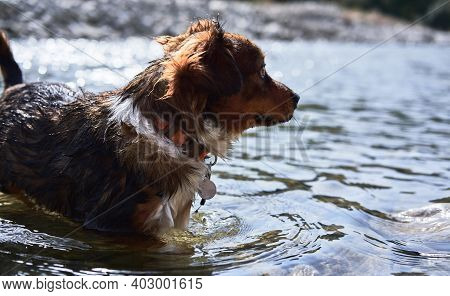Walk With Half Breed Dog Near Natural Pond. Charming Little Brown And White Dog Mongrel Bathes In Mo