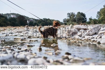 Walk With Half Breed Dog Near Natural Pond. Charming Little Brown And White Dog Mongrel Bathes In Mo
