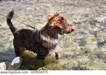 Walk With Half Breed Dog Near Natural Pond. Charming Little Brown And White Dog Mongrel Bathes In Mo