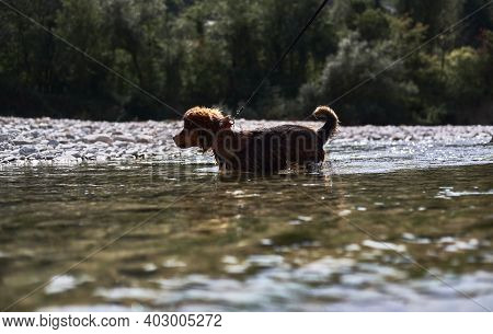 Walk With Half Breed Dog Near Natural Pond. Charming Little Brown And White Dog Mongrel Bathes In Mo