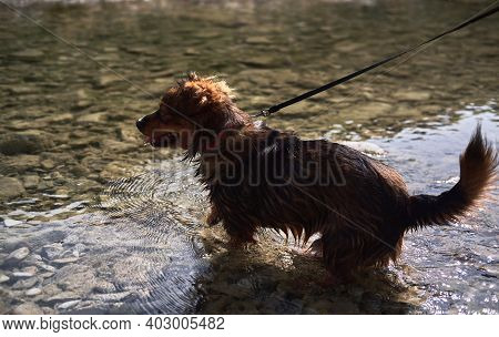 Walk With Half Breed Dog Near Natural Pond. Charming Little Brown And White Dog Mongrel Bathes In Mo