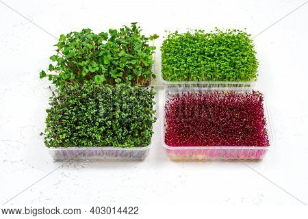 Fresh Organic Microgreens In A Plastic Container On A White Background. Micro Greens. Vegan And Heal