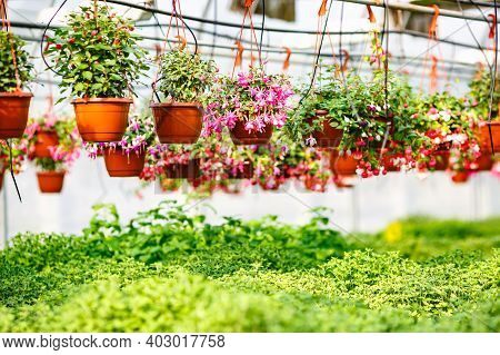 Rows Of Young Flowers In Greenhouse With A Lot Of Indoor Plants On Plantation