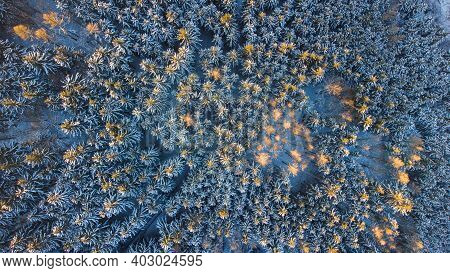 Aerial View On The Forest At The Winter Time.