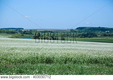 White Fields Of Clover And Green Beechnut Tree, Blue Sky Panoramic. High Quality Photo