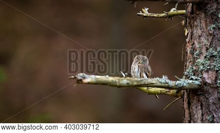 Eurasian Pygmy Owl Resting On Tree With Space For Text