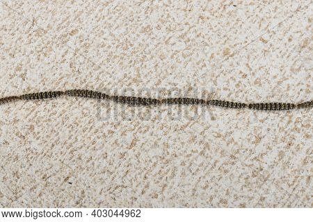 A swarm of procession caterpillars on stone walkway , which are poisonous for dogs, Spain