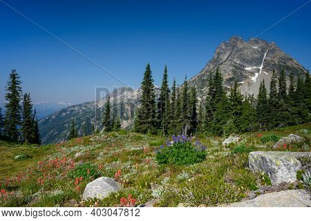 Alpine Meadow In North Cascades National Park Along Maple Pass