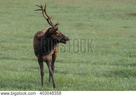 Bull Elk Focuses On Someting To The Right Of Frame While Grazing In Oconoluftee Valley