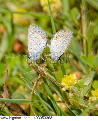 Tiny Easter Tailed-Blue butterflies mating, hanging onto grass stalks