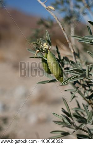 Green Immature Dehiscent Capsule Fruit Of Bladderpod, Peritoma Arborea, Cleomaceae, Native Perennial
