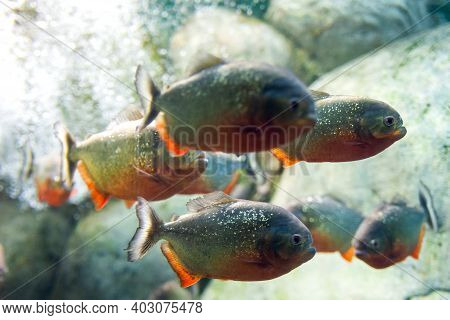 Closeup Of A Red-belly Piranha Or Pygocentrus Nattereri.