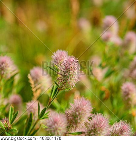 Blooming Thickets Of Meadow Flowers Against The Blue Sky. Spring Season.