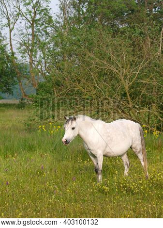 An Overweight Grey Welsh Pony Stands In A Paddock.