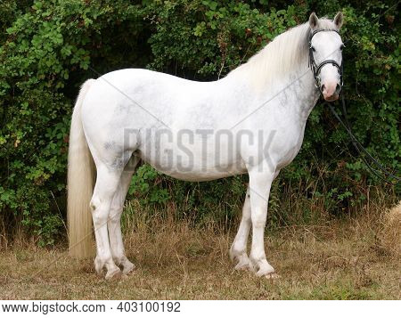 A  Shot Of A Grey Dappled Pony In A Snaffle Bridle.