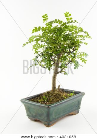 Niewielkie drzewo Bonsai