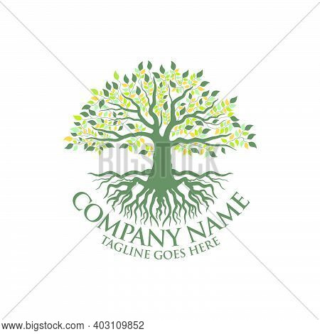 Abstract Vibrant Tree Logo Design, Root Vector - Tree Of Life Logo Design Inspiration Isolated On Wh