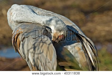 Sandhill Crane Preening