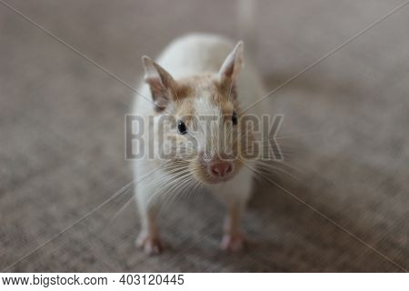 Degu Sits On The Table And Looks Into The Eyes. The Color Of The Degu Is Spotted Sand