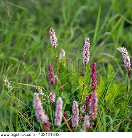 Closeup Of Flowering Knotweed Plants Between Grass In The Dutch Summer Season.