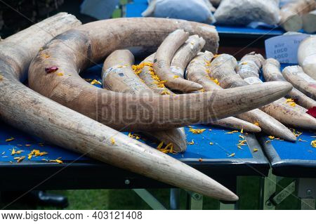 Bangkok ,thailand-august 26 , 2015 : Government Officials An Unknown Man Is Destroying The Seized Iv