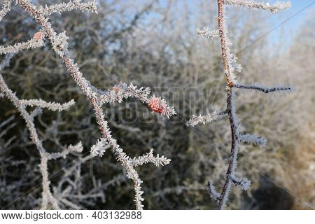 Red Rose Hips On A Frosty Morning.