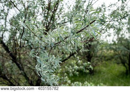 Wild Culture The Silvery Loch. Bush With Silvery Thin Leaves