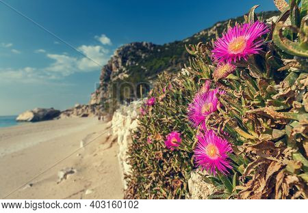 Fantastic Sunny Seascape With Flowers On Foreground. The Famous Kathisma Beach, Lefkada Island, Gree