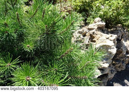 Lush Foliage Of Pinus Mugo In The Rock Garden In July