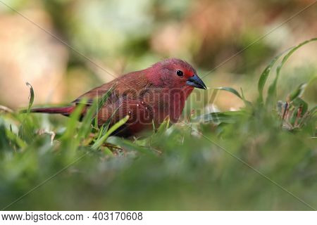 The Red-billed Firefinch Or Senegal Firefinch (lagonosticta Senegala) Sitting In Green Grass.little 