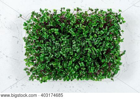 Fresh Organic Microgreens In A Plastic Container On A White Background. Micro Greens.