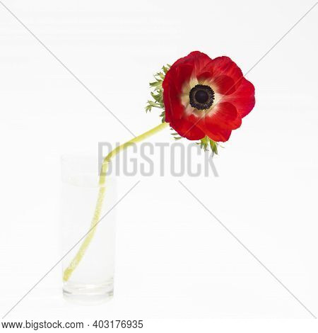 Red Flowers Of Anemone In The Glass Bottle On A White Background. Copy Space
