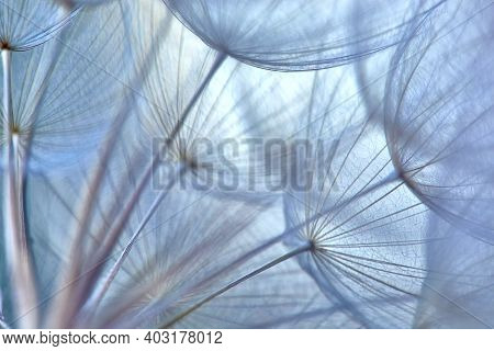 Tragopogon Pratensis.beautiful Abstract Macro Photo Of A Big Dandelion Seed.closeup Of Seeds With Um