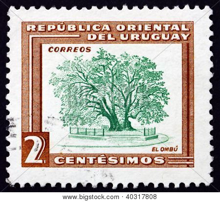 Postage stamp Uruguay 1954 Ombu Tree, Phytolacca Dioica