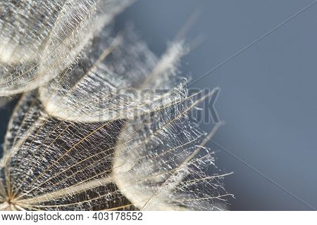 Tragopogon Pratensis. Beautiful Abstract Macro Photo Of A Big Dandelion Seed. Closeup Of Seeds With 