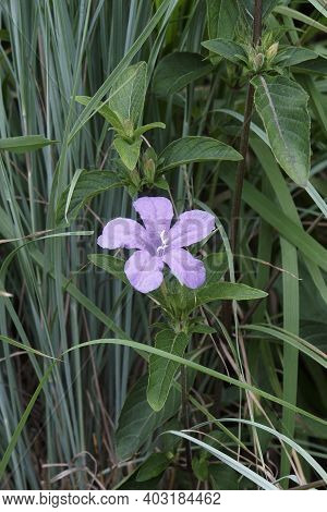 Britton's Wild Petunia (ruellia Simplex). Called Mexican Petunia And Mexican Bluebell Also. Another 