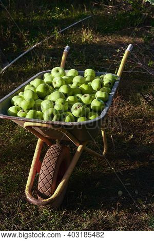 Collect Fresh Fruit From Garden, Season Delicious Apples. Lots Of Granny Smith Green Apples In Big I