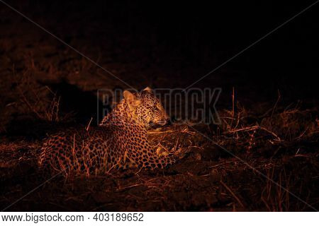 The African Leopard (panthera Pardus Pardus) Female Have A Rest Before The Hunt. Hunting African Leo