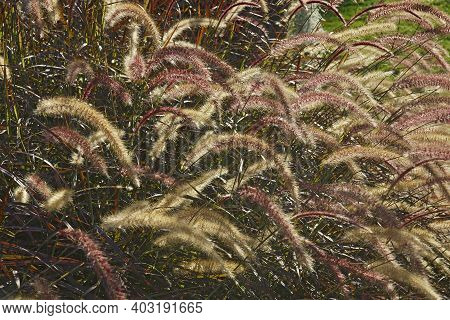 Purple Fountain Grass (cenchrus Setaceus 'rubrum'). Calles Red Fountain Grass And Tender Fountain Gr