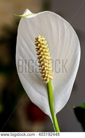 Wingleaf, Squambler, Spathiphyllum, White Flower In Full Bloom, On A Dark Background