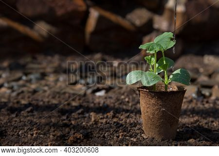 Gardener Planting A Pumpkin Seedlings. Spring Garden.