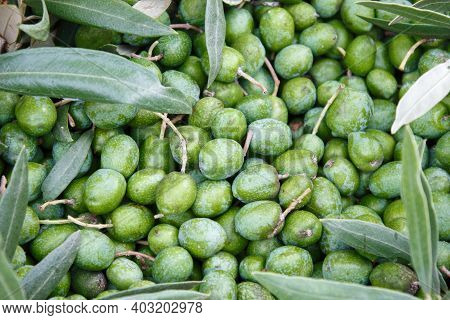 Freshly Picked In A Basket From The Tree To Make Oil