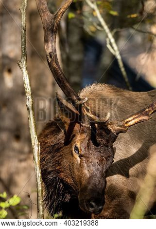 Close Up Of Bull Elk Rubbing Antlers In Thick Forest In The Smokies