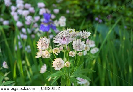 Beautiful And Delicate Astrantia Major Flowers Close Up. Common Name Great Masterwort.