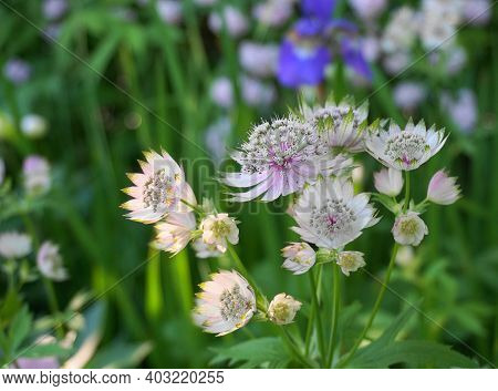 Beautiful And Delicate Astrantia Major Flowers Close Up. Common Name Great Masterwort.